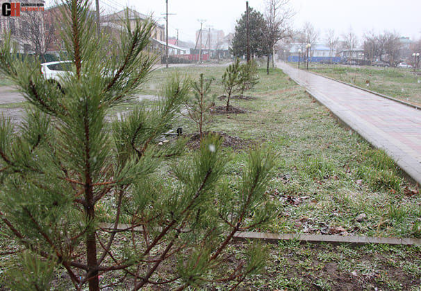 Сосны в сквере