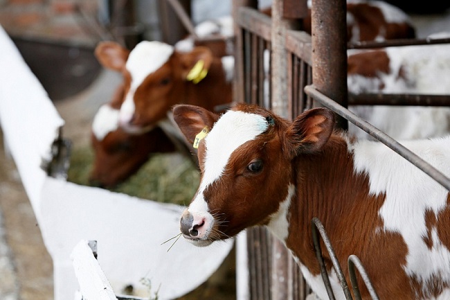 Свыше 215 тысяч тонн животноводческой продукции в рамках нацпроекта в 2019 году экспортировала Кубань