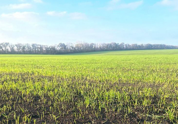 «Прогресс Агро» завершает первую подкормку озимой пшеницы
